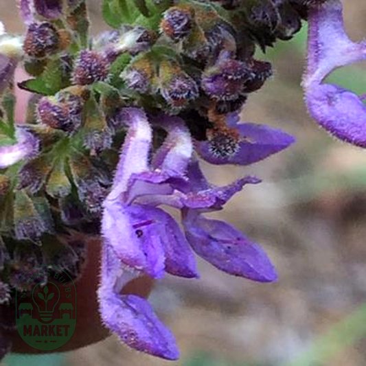 Plectranthus spicatus