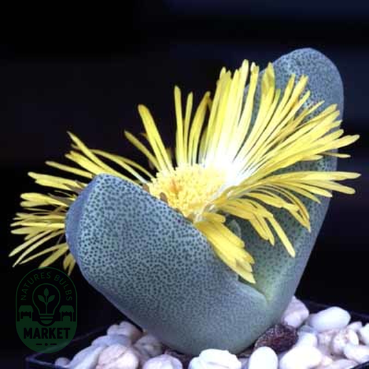 Pleiospilos bolusii