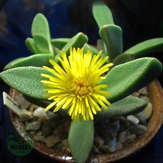 Pleiospilos compactus ssp sororius
