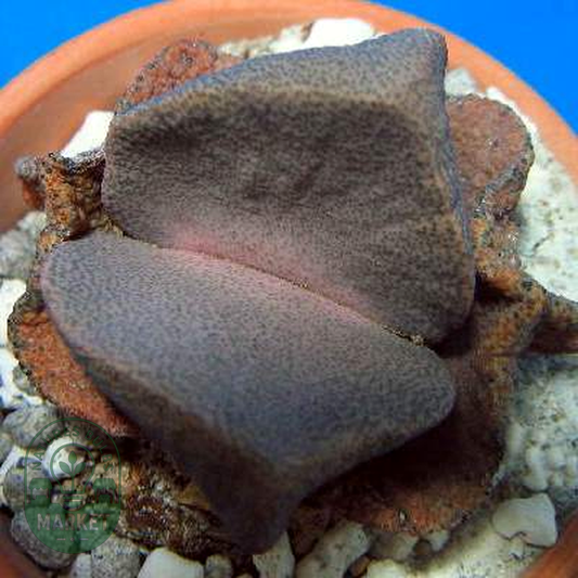 Pleiospilos simulans