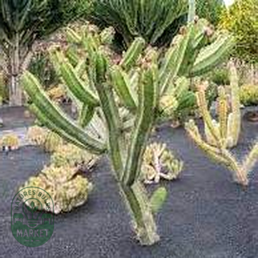 Polaskia chende