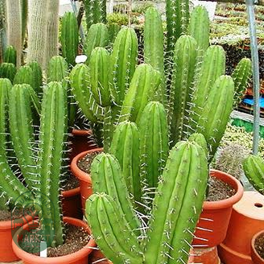 Polaskia chichipe