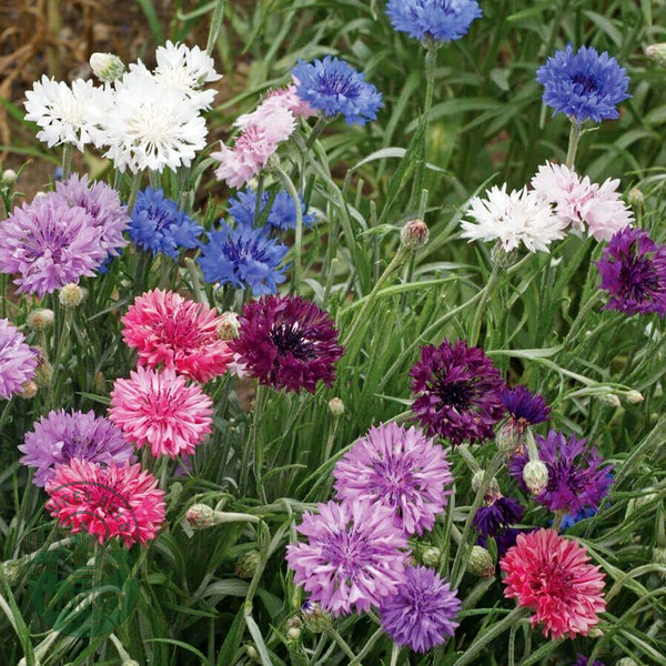 Polka Dot Mix' Dwarf Cornflower Seeds