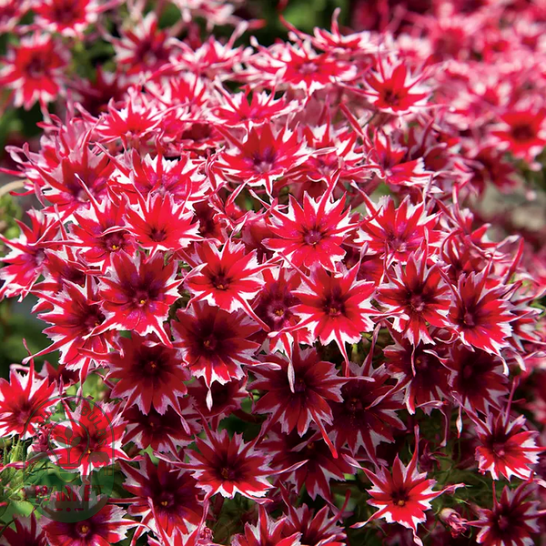 Popstars™ Red Phlox Seeds
