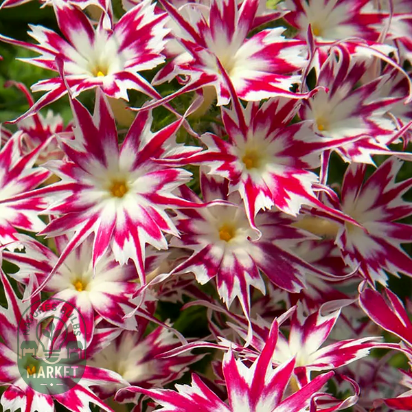 Popstars™ Rose With Eye Phlox Seeds