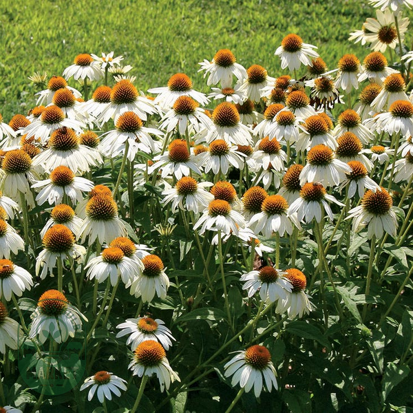 PowWow® White Coneflower Seeds