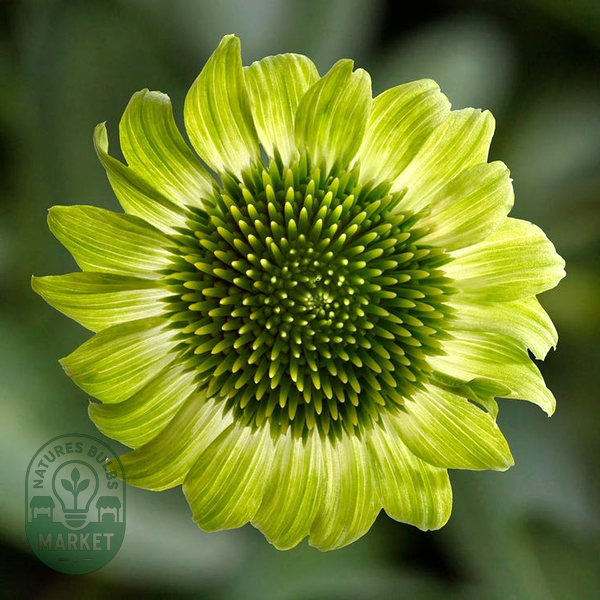 Prairie Blaze™ Green Coneflower Seeds