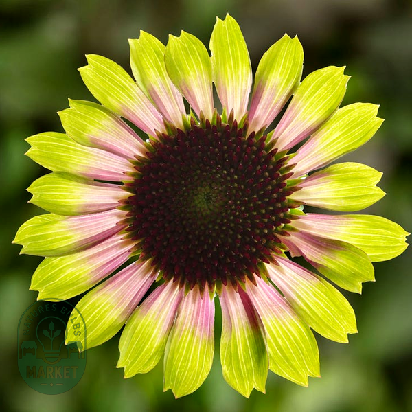Prairie Blaze™ Vintage Lime Coneflower Seeds