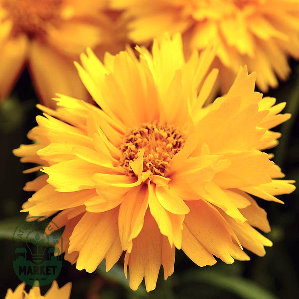 Presto Gold Coreopsis Seeds