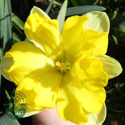 Pretty in Yellow