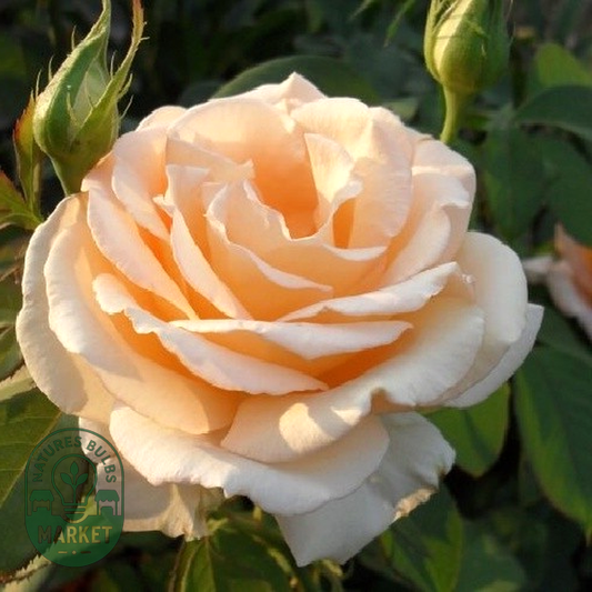 Prima Donna