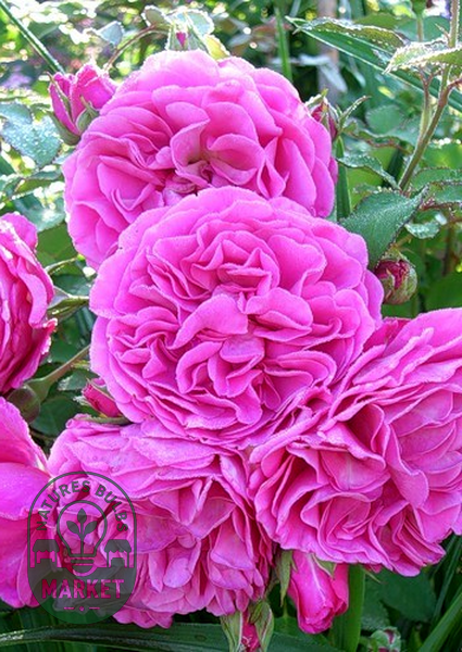 Princess Alexandra