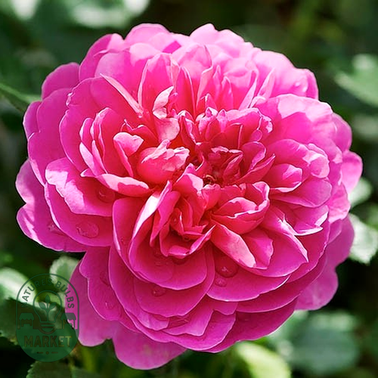 Princess Anne