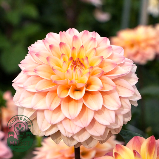 Princess Elizabeth