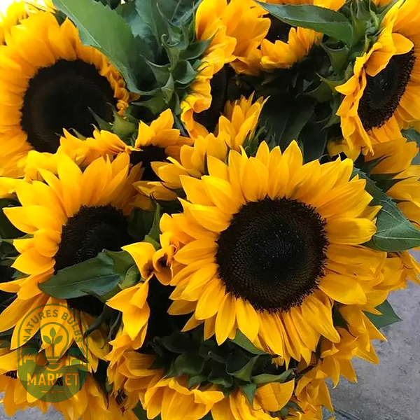 ProCut® Horizon Sunflower Seeds