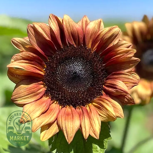 ProCut® Plum Sunflower Seeds