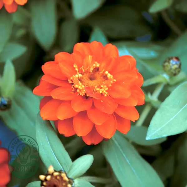 Profusion Double Fire Zinnia Seeds