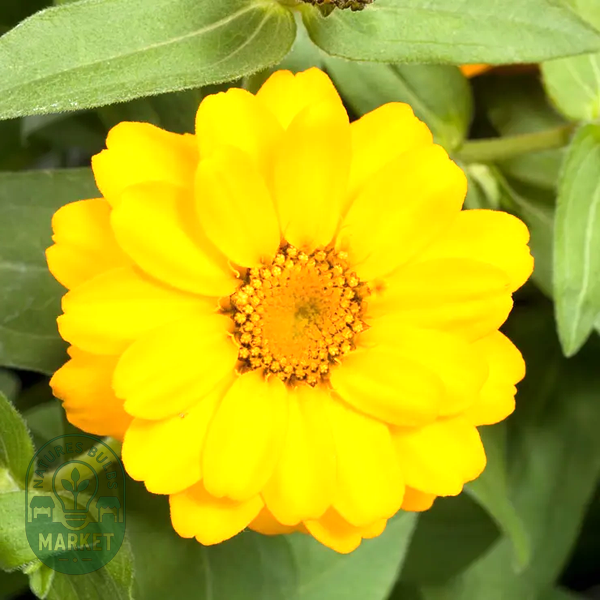 Profusion Double Golden Zinnia Seeds