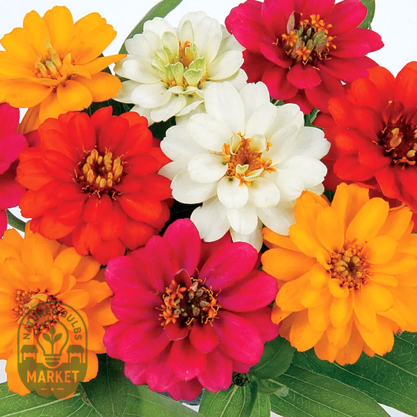 Profusion Double Mix Zinnia Seeds