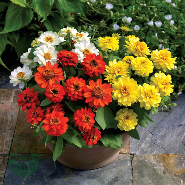 Profusion Double Sunrise Mix Zinnia Seeds