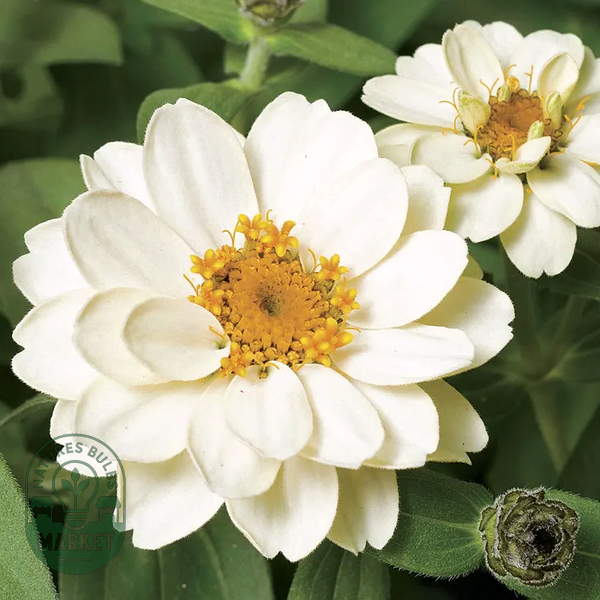 Profusion Double White Zinnia Seeds