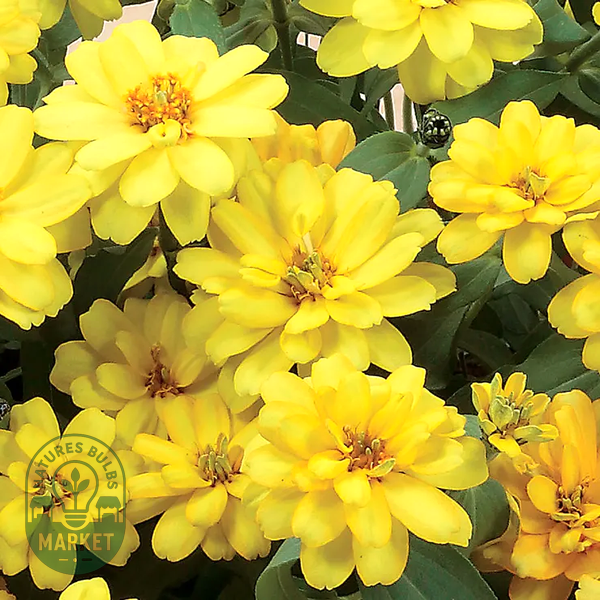 Profusion Double Yellow Zinnia Seeds