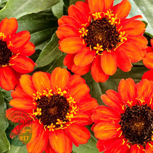 Profusion Fire Zinnia Seeds