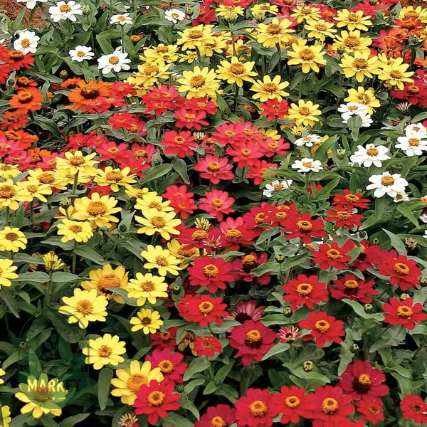 Profusion Full Mix Zinnia Seeds