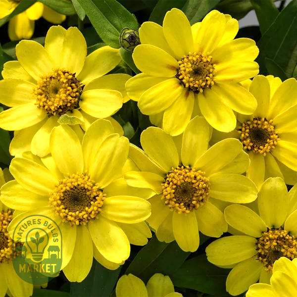 Profusion Lemon Zinnia Seeds