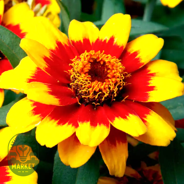Profusion Red Yellow Bicolor Zinnia Seeds