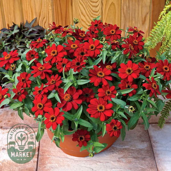Profusion Red Zinnia Seeds
