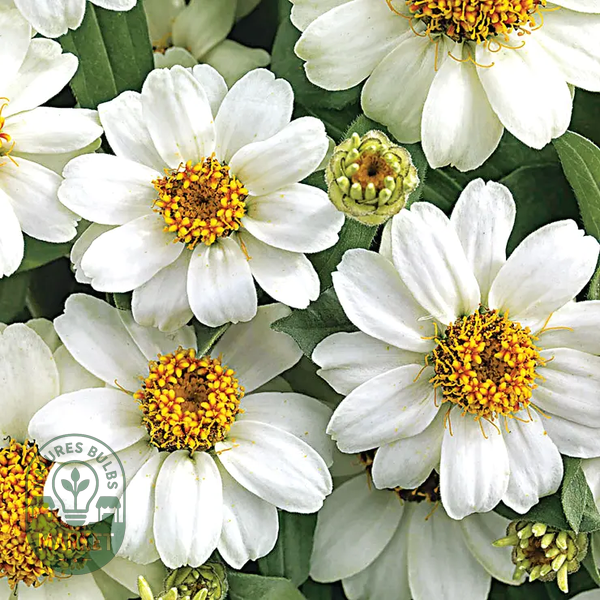 Profusion White Zinnia Seeds