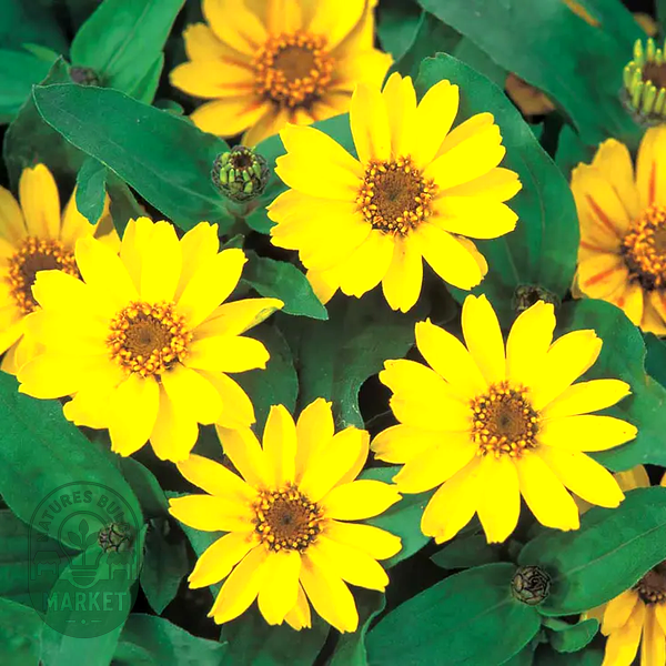 Profusion Yellow Zinnia Seeds