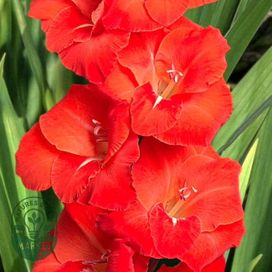 Puccini