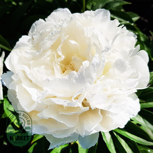 Puffed Cotton