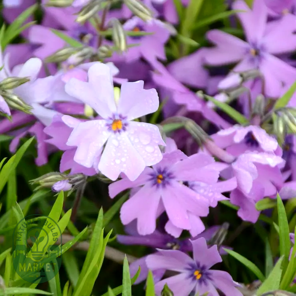 Purple Beauty Phlox