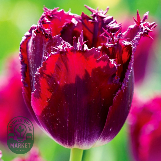 Purple Crystal