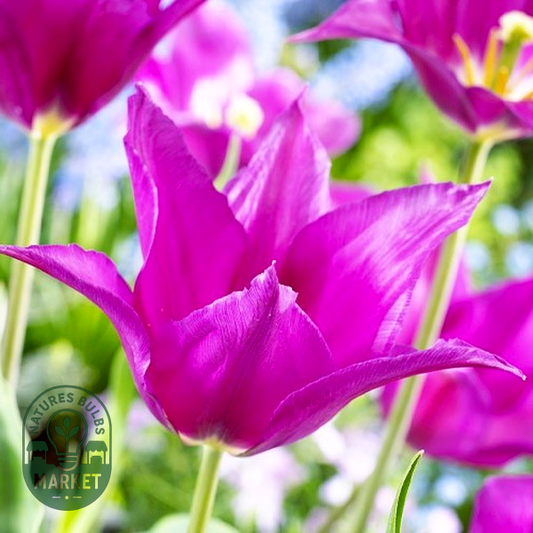 Purple Dream