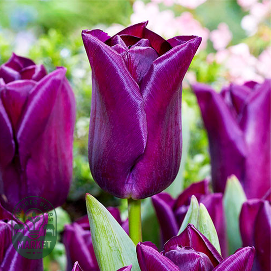 Purple Dwarf