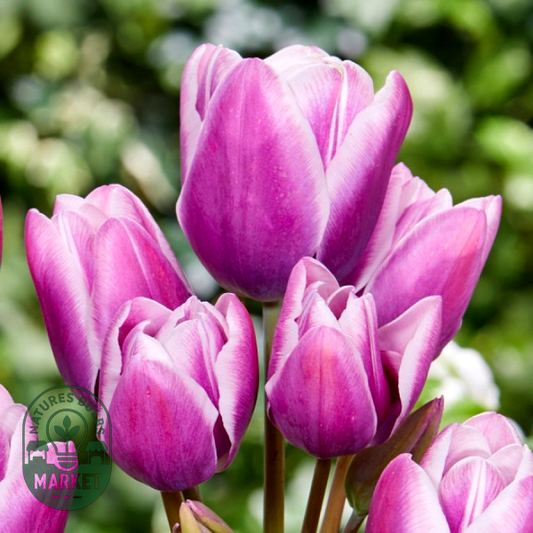 Purple Elegance