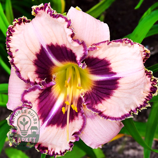 Purple Flame