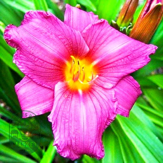 Purple Flight