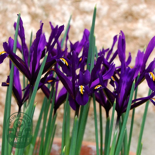 Purple Gem