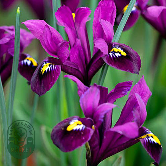 Purple Hill