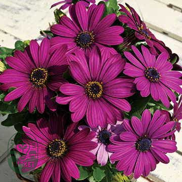 Purple Osteospermum Seeds