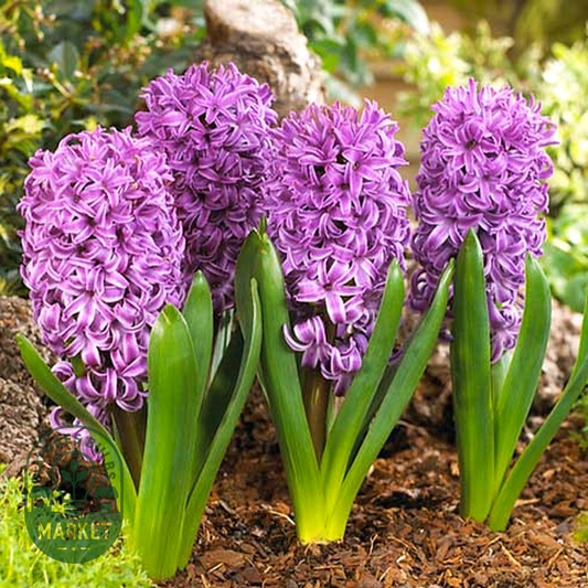 Purple Sensation