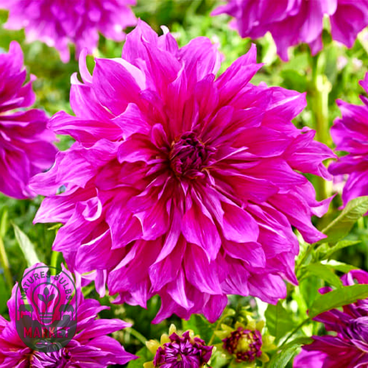 Purple Taiheijo