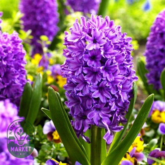 Purple Voice