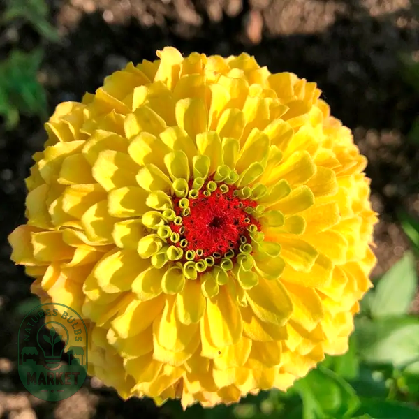 Queeny Lemon Peach Zinnia Seeds