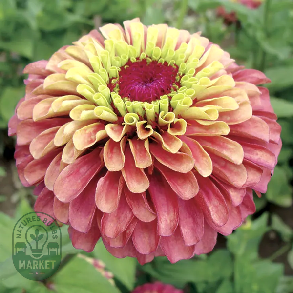 Queeny Lime Red Zinnia Seeds